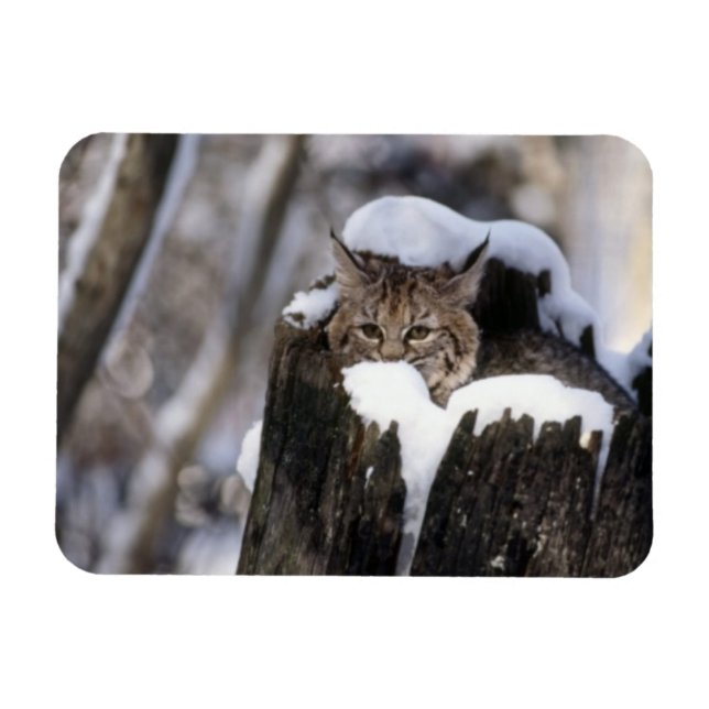 Íman Bobcat Kitten Magnet (Horizontal)