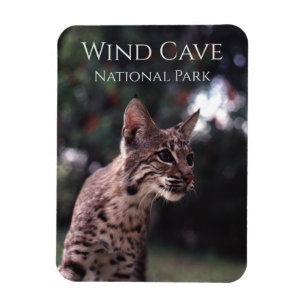 Íman Bobcat no Parque Nacional de Wind Cave, Dakota do