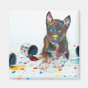 Íman Bobo Rouco Puppy entrou em Baldes Paint