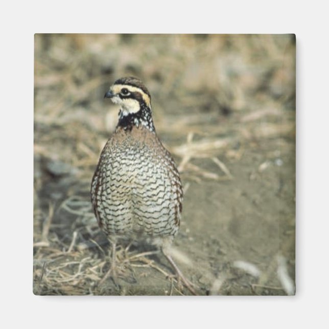 Íman Bobwhite Quail (Frente)