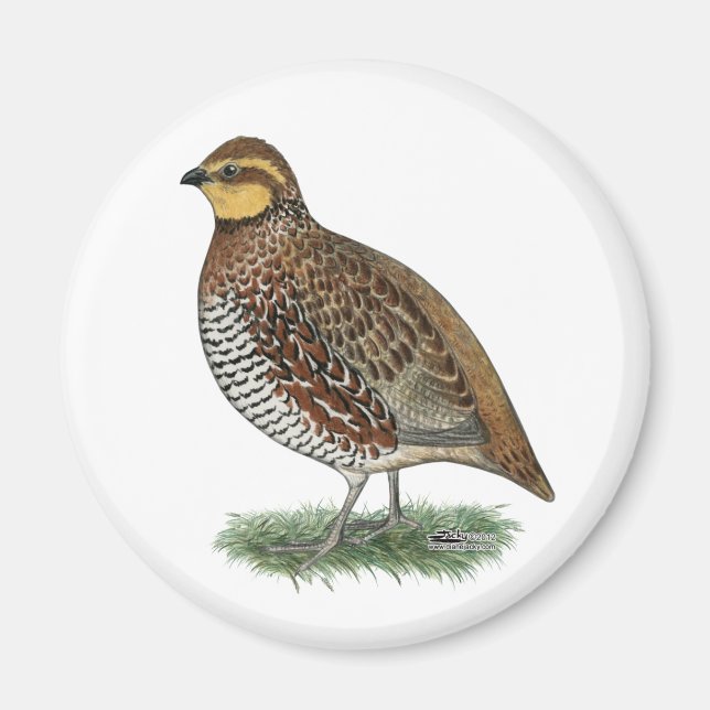 Íman Bobwhite Quail Hen (Frente)