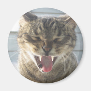 Íman Bocejo do gato