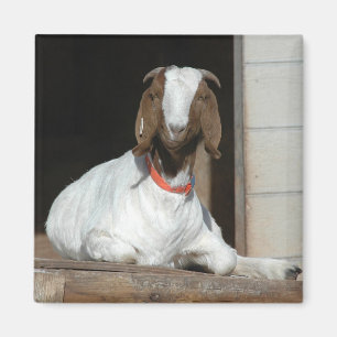 Íman Boer Goat Nanny Doe