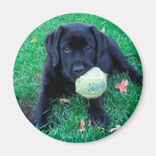 Íman Bola de Reprodução - Labrador Puppy - Preto Lab