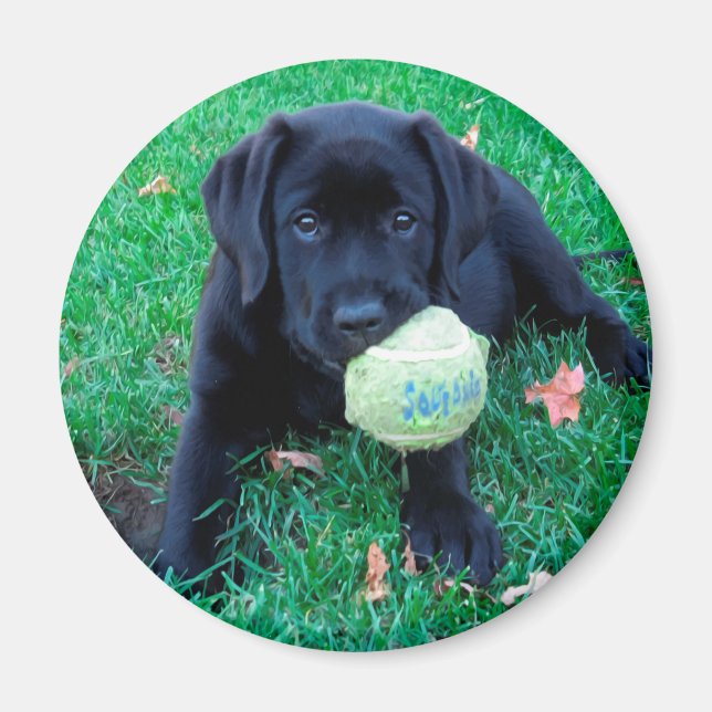 Íman Bola de Reprodução - Labrador Puppy - Preto Lab (Frente)