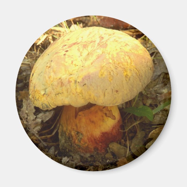 Íman Boletus torosus Mushroom Magnet (Frente)