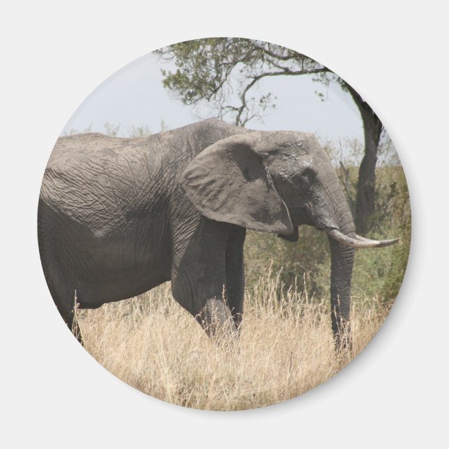 Íman bolota elefante (Frente)