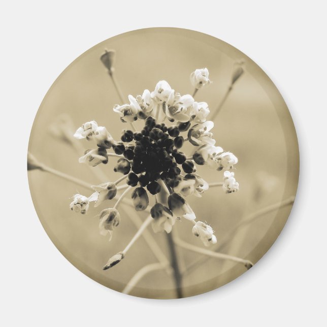 Íman Bolsa de Shepherd em Sepia (Frente)