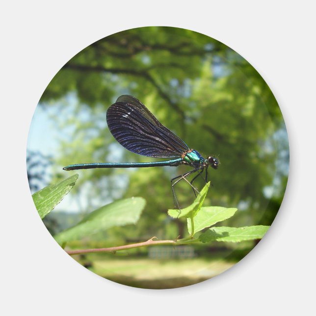 Íman Bonita Demoiselle Magnet (Frente)
