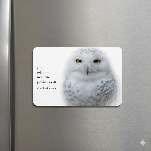 Íman Bonita, Dreamy e Serene Snowy Owl (Snowy Owl Magnet on Fridge Cover Photo)