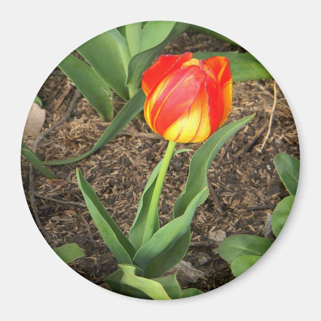 Íman Bonita em Primavera...... (Frente)