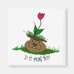 Íman Bonita Groundhog à procura de Primavera