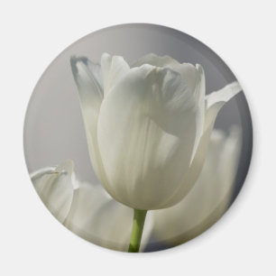 Íman Bonitas Tulipas Primavera brancas