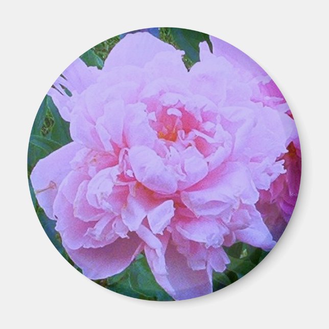 Íman "Bonito a rosa" (Frente)