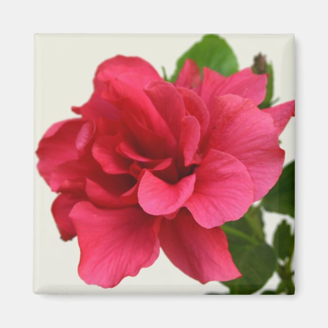 Íman Bonito a rosa - ímã (Frente)