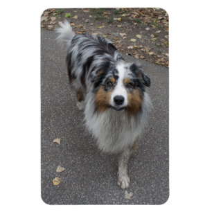 Íman Bonito Aussie multicolor