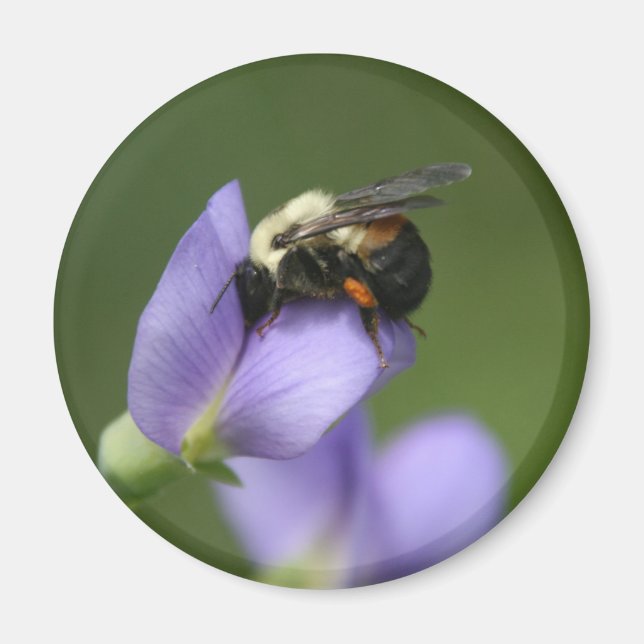 Íman Bonito Bumble a abelha (Frente)