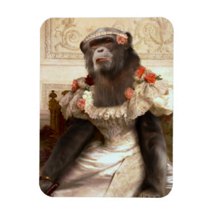Íman Bonito chimpanzé em Gown