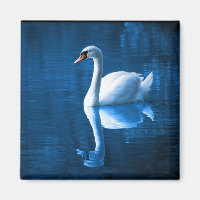 Bonito cisne branco flutuando num lago azul