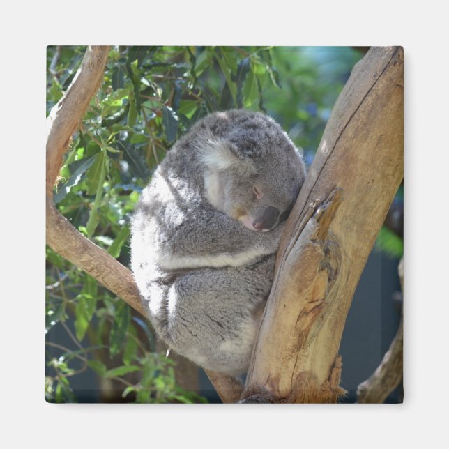 Íman Bonito Dormindo Koala em árvore (Frente)