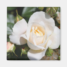 Íman bonito flor de rosa branca pura. foto floral.