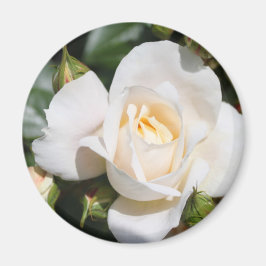 Íman bonito flor de rosa branca pura. foto floral.