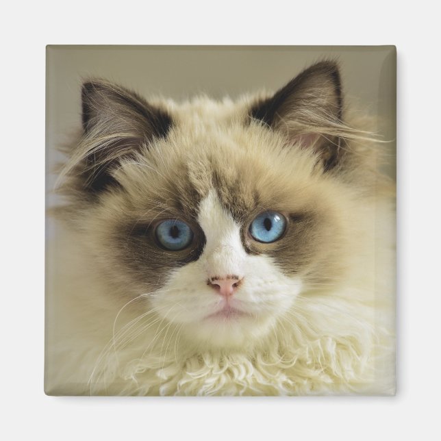 Íman Bonito Gato de Ragdolas com Olhos Azuis (Frente)