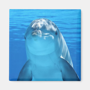 Íman Bonito golfinho