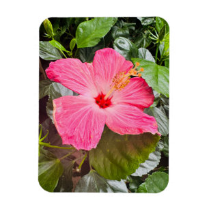 Íman Bonito Hibiscus Rosa