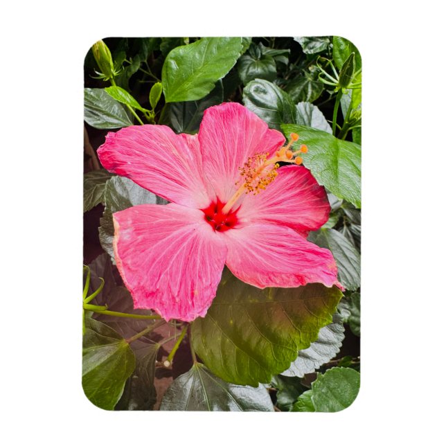 Íman Bonito Hibiscus Rosa (Vertical)