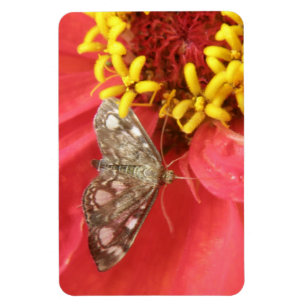 Íman Bonito mariposa no ímã Premium de Flor Vermelho