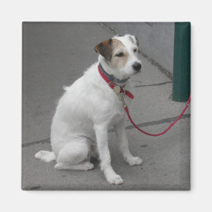 Íman Bonito Mongrel Branco
