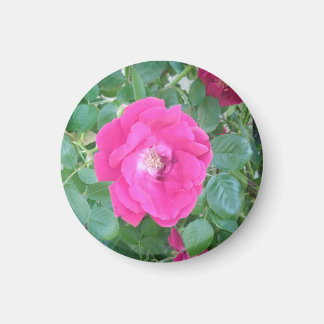 Íman Bonito na Flor Rosa