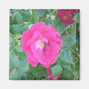Íman Bonito na Flor Rosa
