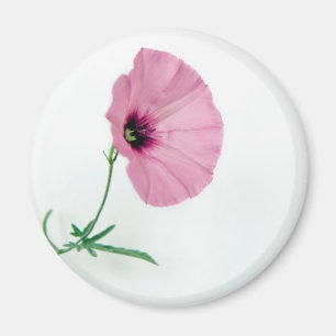 Íman Bonito no rosa