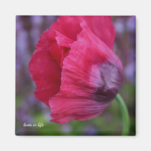 Íman Bonito PInk e Flor de Papoila Roxo