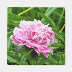 Íman Bonito Pink Peony