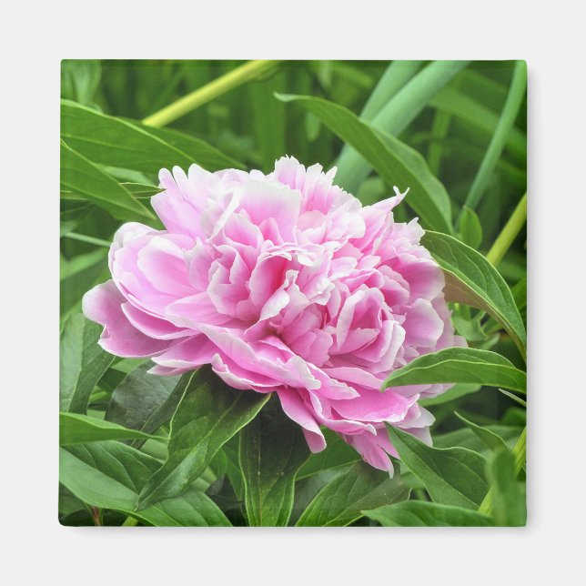 Íman Bonito Pink Peony (Frente)