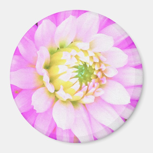 Íman Bonito rosa, branco e amarelo Cactus Dahlia Macro (Frente)