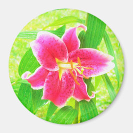 Íman Bonito Stargazer Rosa Profundo Lily no Verde limão