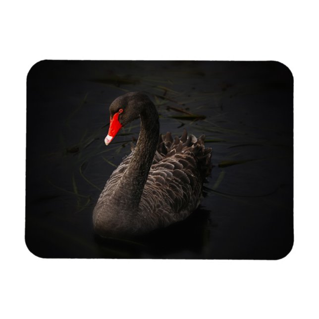 Íman Bonito Swan Negro com Bright Beak Vermelho (Horizontal)