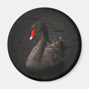 Íman Bonito Swan Negro com Bright Beak Vermelho