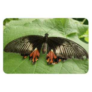 Íman Bonito Vermelho Negro e Dourado ímã Flexi