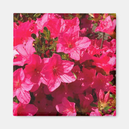 Íman Bonito Vínculo das Flores de Azáleas Rosa, Amêijoa