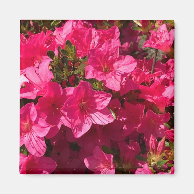 Íman Bonito Vínculo das Flores de Azáleas Rosa, Amêijoa (Frente)