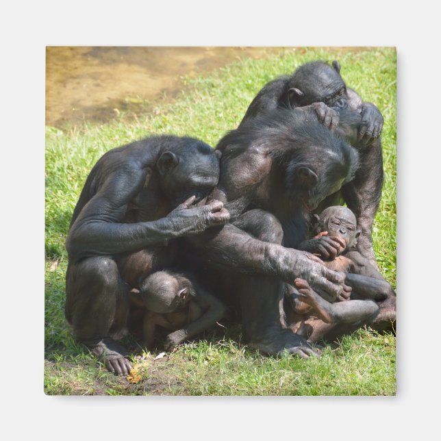 Íman Bonobo Apes (Frente)