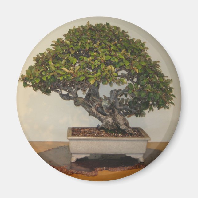 Íman Bonsai na National Arboretum, Washington D.C. (Frente)