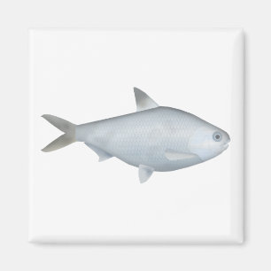 Íman Bony Bream