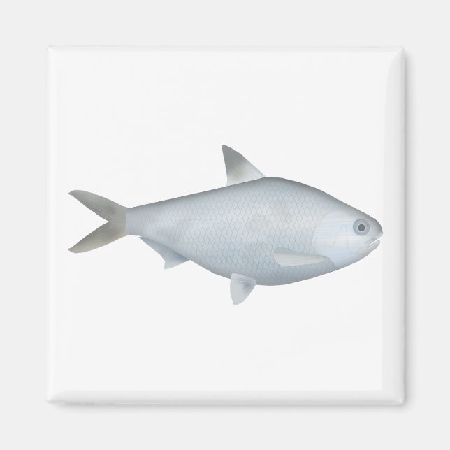 Íman Bony Bream (Frente)