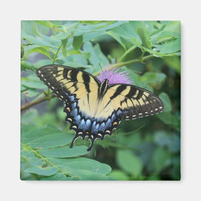 Íman Borboleta (Frente)